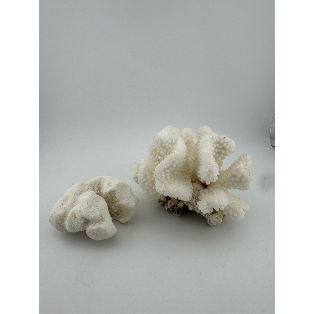 Natural‎ White Branch Coral Pair, Seashells, Coastal Decor, Aquarium Décor